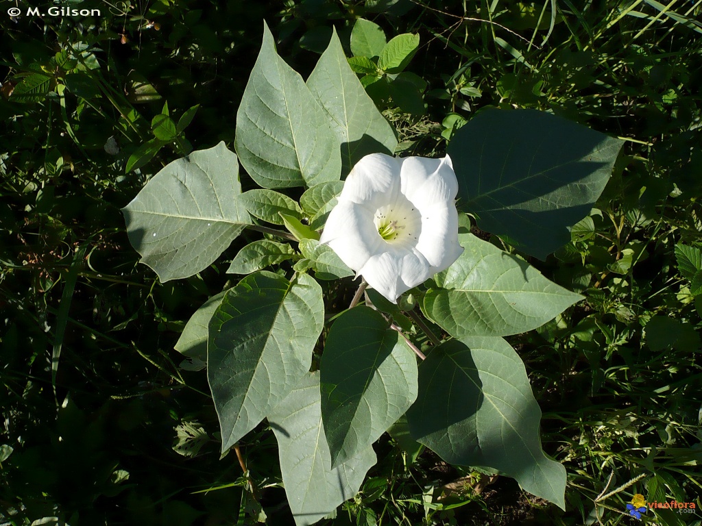 تاتوره علفی